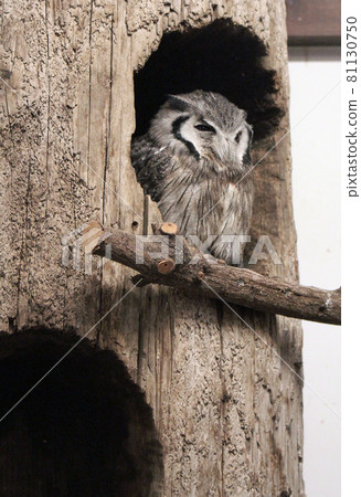 Spic scops owl resting in a tree hollow 81130750