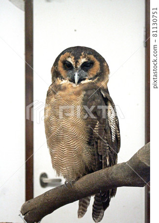 The front of a brown wood owl perching on a tree 81130751