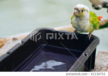 Green-cheeked parakeet drinking water, facing left 81130752