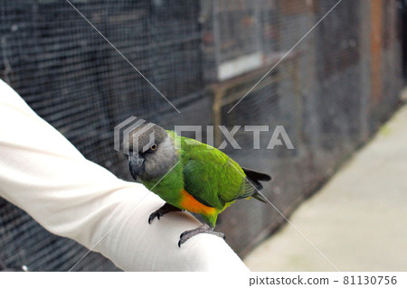 Senegal parrot resting on the arm, facing left 81130756