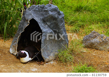 休息在岩石的樹蔭下的非洲企鵝 81130759