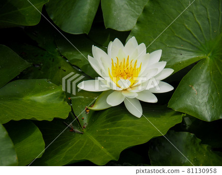 Water lily in Tokyo Itabashi / Nishidai Ryokuchi 81130958