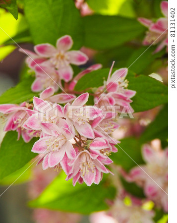 Sarasautsugi blooming in the park of Tokyo Itabashi Sarasautsugi blooming in the park of Tokyo Itabashi 81131402
