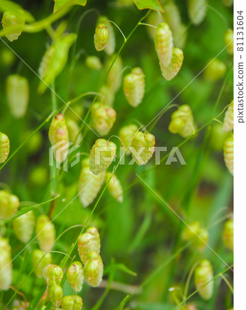 Greater quaking grass blooming in a residential area of Itabashi, Tokyo 81131604