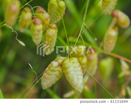 東京板橋住宅區盛開的大搖晃草 東京板橋住宅區盛開的大搖晃草 81131694