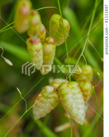 Greater quaking grass blooming in a residential area of Itabashi, Tokyo 81131697