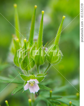 Carolina geranium blooming on the Arakawa riverbed Carolina geranium blooming on the Arakawa riverbed 81132239