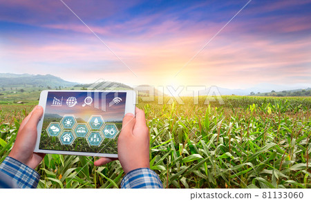 Innovation technology for smart farm system, Agriculture management, Hand holding smartphone with smart technology concept. 81133060