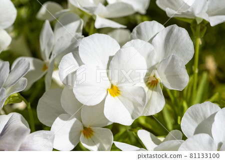White Horned violet - Latin name - Viola cornuta White Horned violet - Latin name - Viola cornuta 81133100