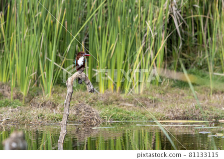 A kingfisher sits on a branch among the greenery on Lake Wildlife concept. A kingfisher sits on a branch among the greenery on Lake Wildlife concept. 81133115