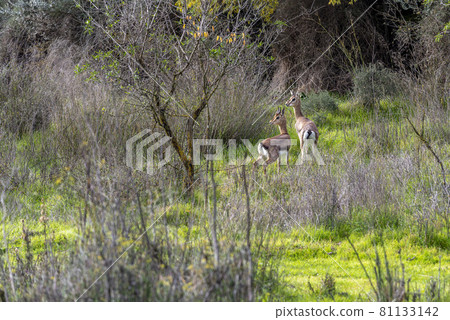 The gerenuk between the plants in the savannah The gerenuk between the plants in the savannah 81133142