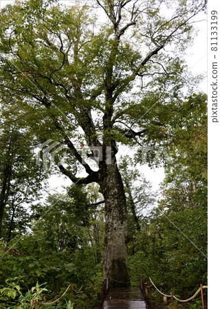 World Natural Heritage Shirakami Mountains Tsugaru Pass Beech Forest Mother Tree of the past day 81133199