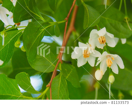 Styrax japonicum blooming in the park of Tokyo Itabashi 81133573