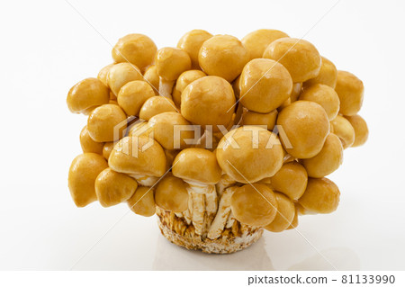 帶軸滑冰 81133990