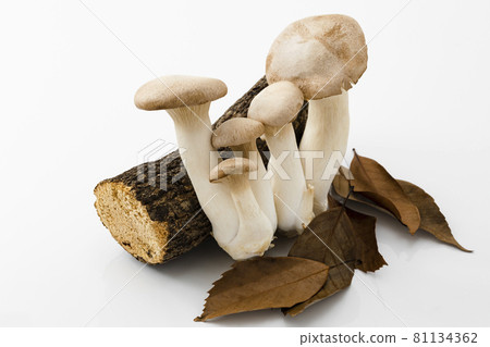 有樹木和落葉的國王喇叭 81134362