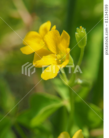 Yellow Woodsorrel blooming on the riverbed of Arakawa, Itabashi, Tokyo 81134399