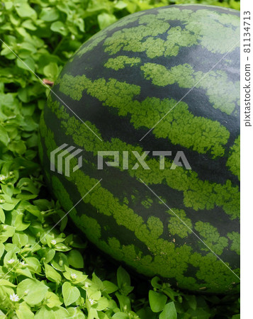 Fresh Organic Fruit Watermelon, Food 81134713