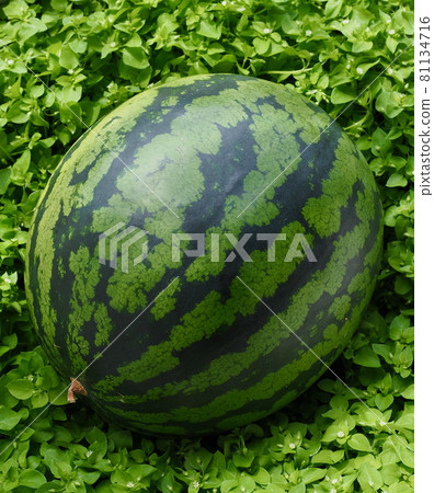 Fresh Organic Fruit Watermelon, Food 81134716