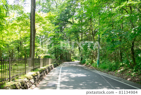 Karuizawa Road with Fresh Green 81134984