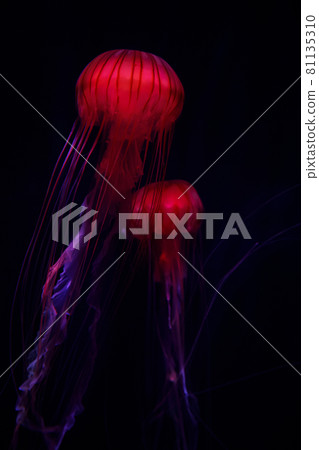 A red jellyfish that glows suspiciously like a red lantern 81135310