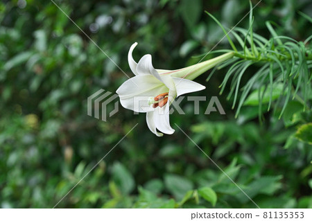 長白百合台灣花 81135353