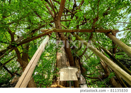Inage Shrine in Kawasaki City 81135830