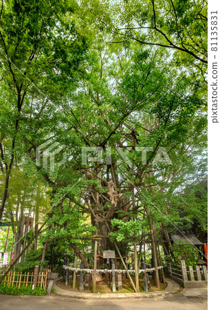 川崎市稻毛神社 81135831