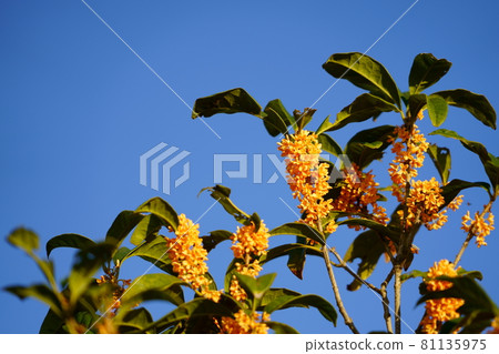 Osmanthus fragrans in the garden blooming in the blue sky in autumn 81135975