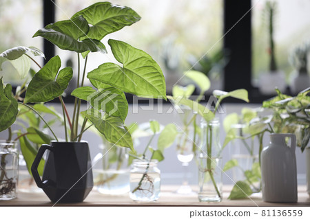 Syngonium podophyllum Schott plant and other water plants in vase and glass cup on wooden table 81136559