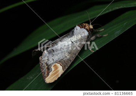 Tsubaki Shachibako 81136665