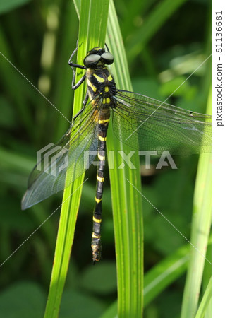 Anotogaster sieboldii resting its wings Anotogaster sieboldii resting its wings 81136681