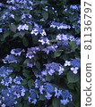 Hydrangea at night 81136797