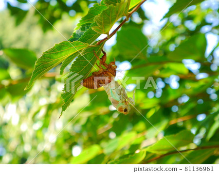 Emergence of cicadas in the afternoon 81136961