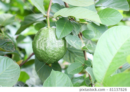 tasty and healthy guava on tree in firm for harvest and sell tasty and healthy guava on tree in firm for harvest and sell 81137826