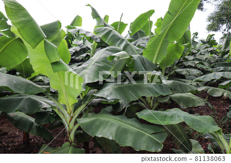 green colored banana tree firm for harvest and sell green colored banana tree firm for harvest and sell 81138063