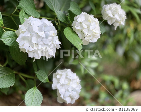 Hydrangea in full bloom (white) [Honkoji Temple / Kota Town, Nukata District, Aichi Prefecture] 81138069