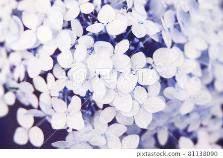 white hydrangea flower background in the garden white hydrangea flower background in the garden 81138090