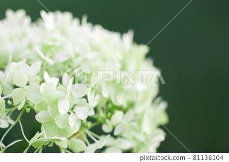 white hydrangea flower with copy space on a green leaves background in the garden white hydrangea flower with copy space on a green leaves background in the garden 81138104