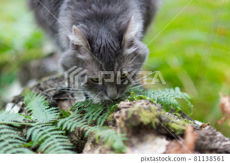 Walking with grey siberian cat in forest park Walking with grey siberian cat in forest park 81138561