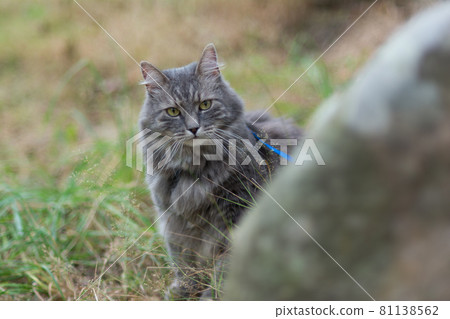 Walking with grey siberian cat in forest park Walking with grey siberian cat in forest park 81138562