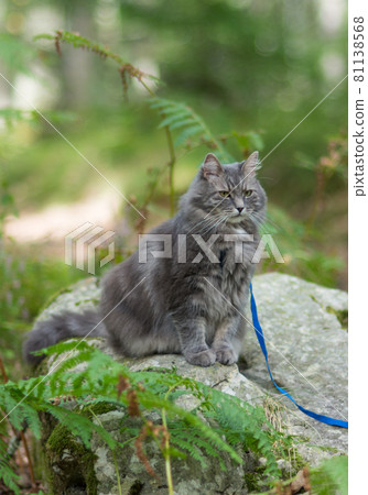 Walking with grey siberian cat in forest park Walking with grey siberian cat in forest park 81138568