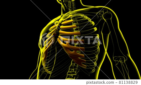 Human skeleton anatomy Costal Cartilage 3D Rendering 81138829