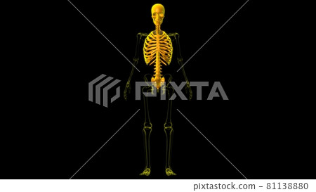 Human Skeleton Axial Skeleton Anatomy 3D Human Skeleton Axial Skeleton Anatomy 3D 81138880