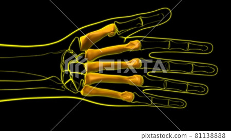 Human Skeleton Hand Phalanges Bone Anatomy For Medical Concept 81138888