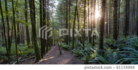 Hiking Path to Mystic Beach in the Vibrant Rainforest Hiking Path to Mystic Beach in the Vibrant Rainforest 81138998