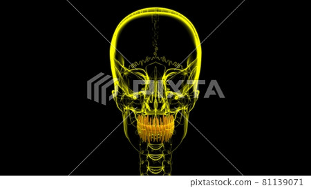 Human Teeth Anatomy 3D Illustration Human Teeth Anatomy 3D Illustration 81139071