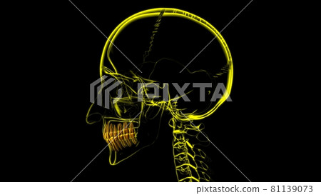 Human Teeth Anatomy 3D Illustration Human Teeth Anatomy 3D Illustration 81139073