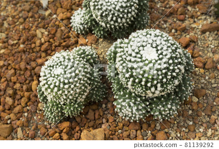Beautiful cactus , Mammillaria bucareliensis erusamu in garden Beautiful cactus , Mammillaria bucareliensis erusamu in garden 81139292