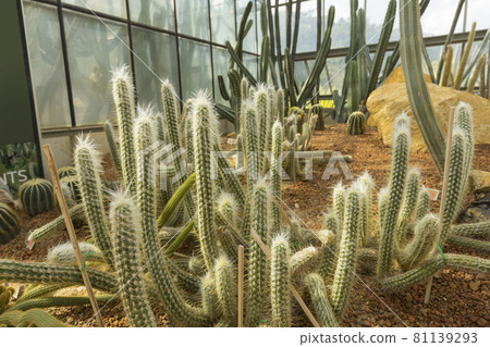 Old man of the Andes cactus in the greenhouse, it is just one of several hairy species. Old man of the Andes cactus in the greenhouse, it is just one of several hairy species. 81139293