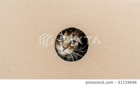 Striped Grey Kitten Getting out From Hole in a Cardboard Box. Cat Hiding in Box. Striped Grey Kitten Getting out From Hole in a Cardboard Box. Cat Hiding in Box. 81139696
